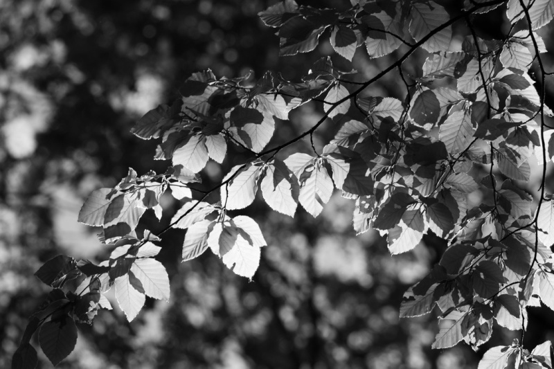 260419-Beynac-019-BW